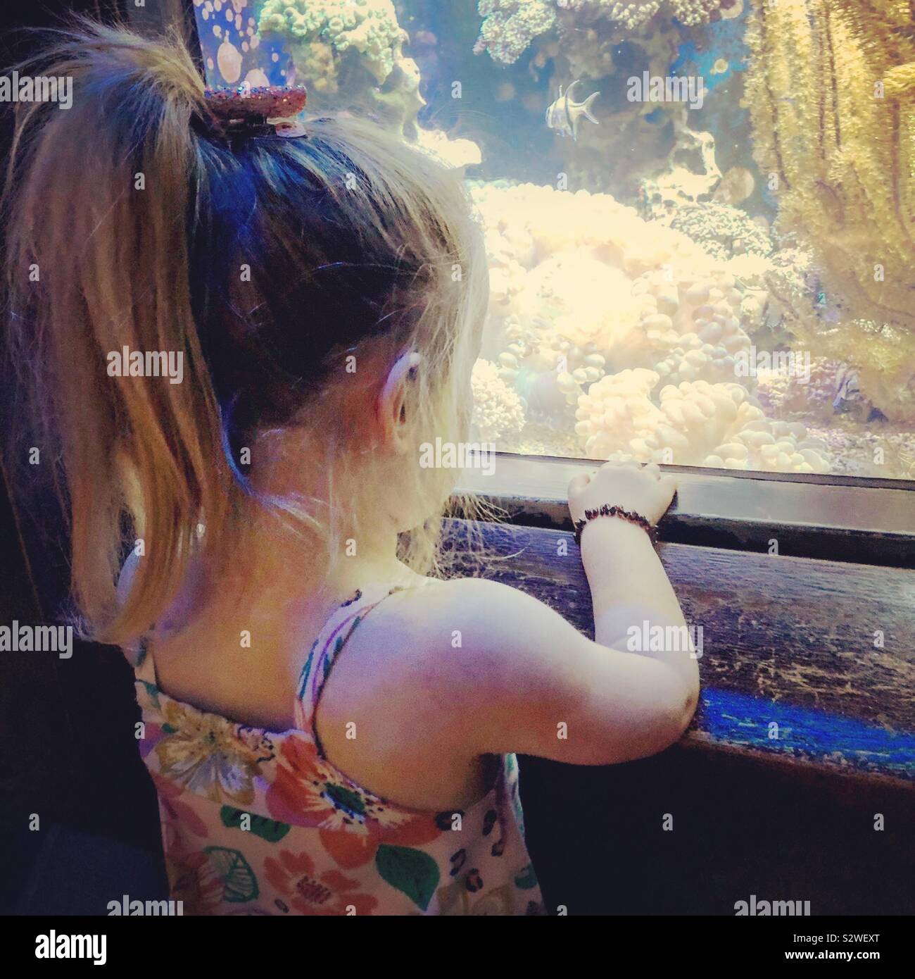 3 ans, fille, regarder les poissons à l'aquarium Banque D'Images