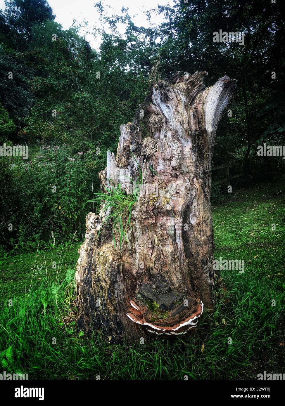 Arbre pourri Banque de photographies et d’images à haute résolution Alamy