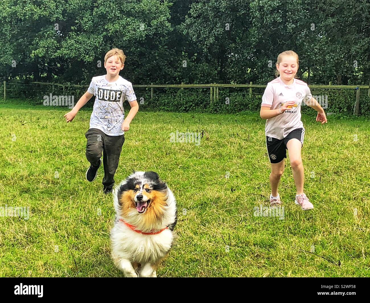 Enfants et chien qui court dans un champ Banque D'Images