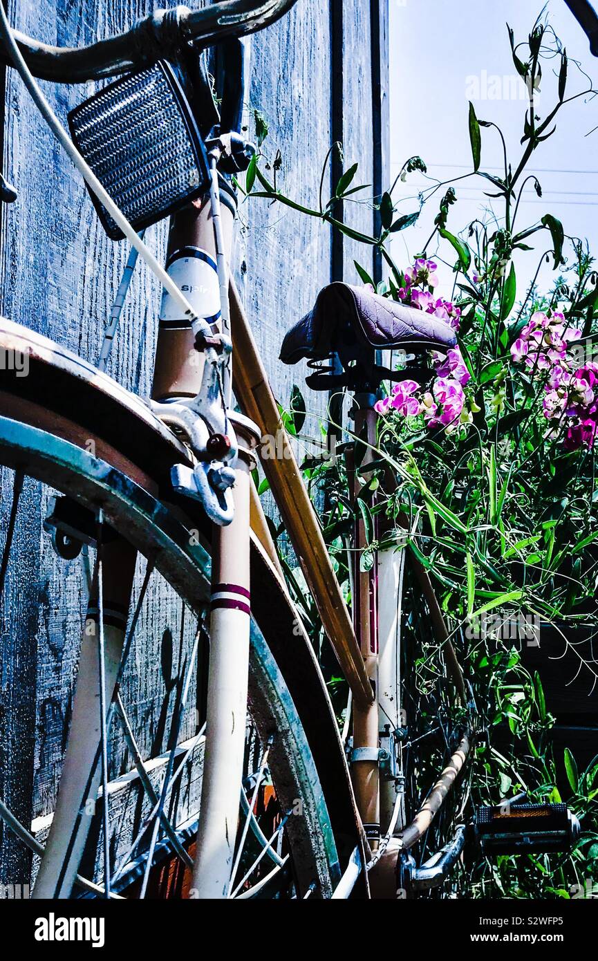 Teinté bleu photo de yellow bicycle avec fleur Fuchsia la viticulture sur elle appuyé contre clôture en bois - Image de stock capturée avec un smartphone