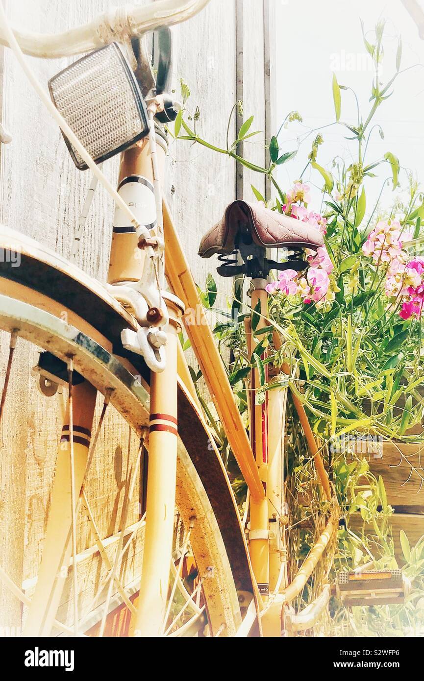 Photo de l'été vélo jaune avec fleur Fuchsia vine appuyé contre le mur en bois - Image de stock capturée avec un smartphone