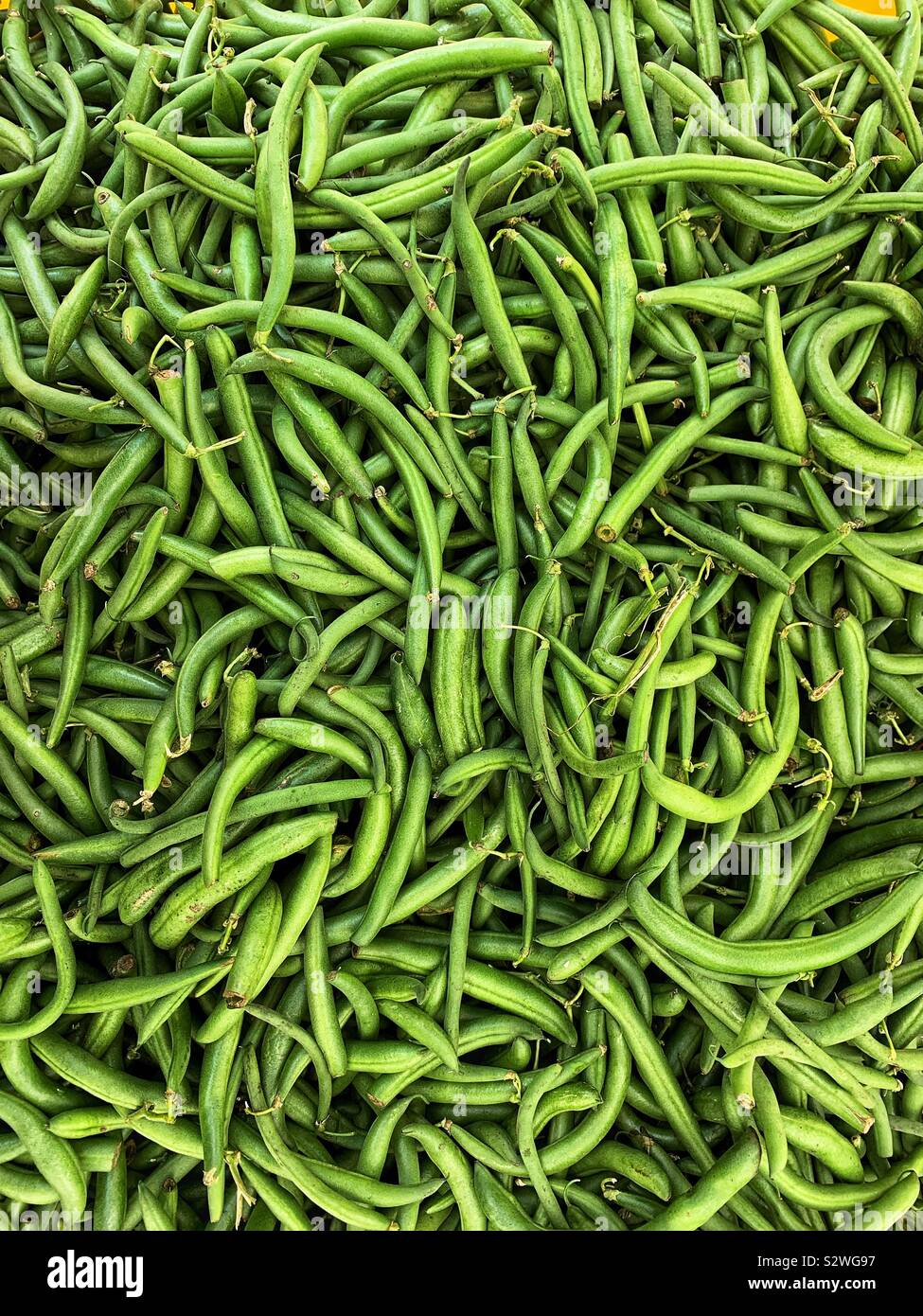 Beaucoup de haricots verts. Banque D'Images