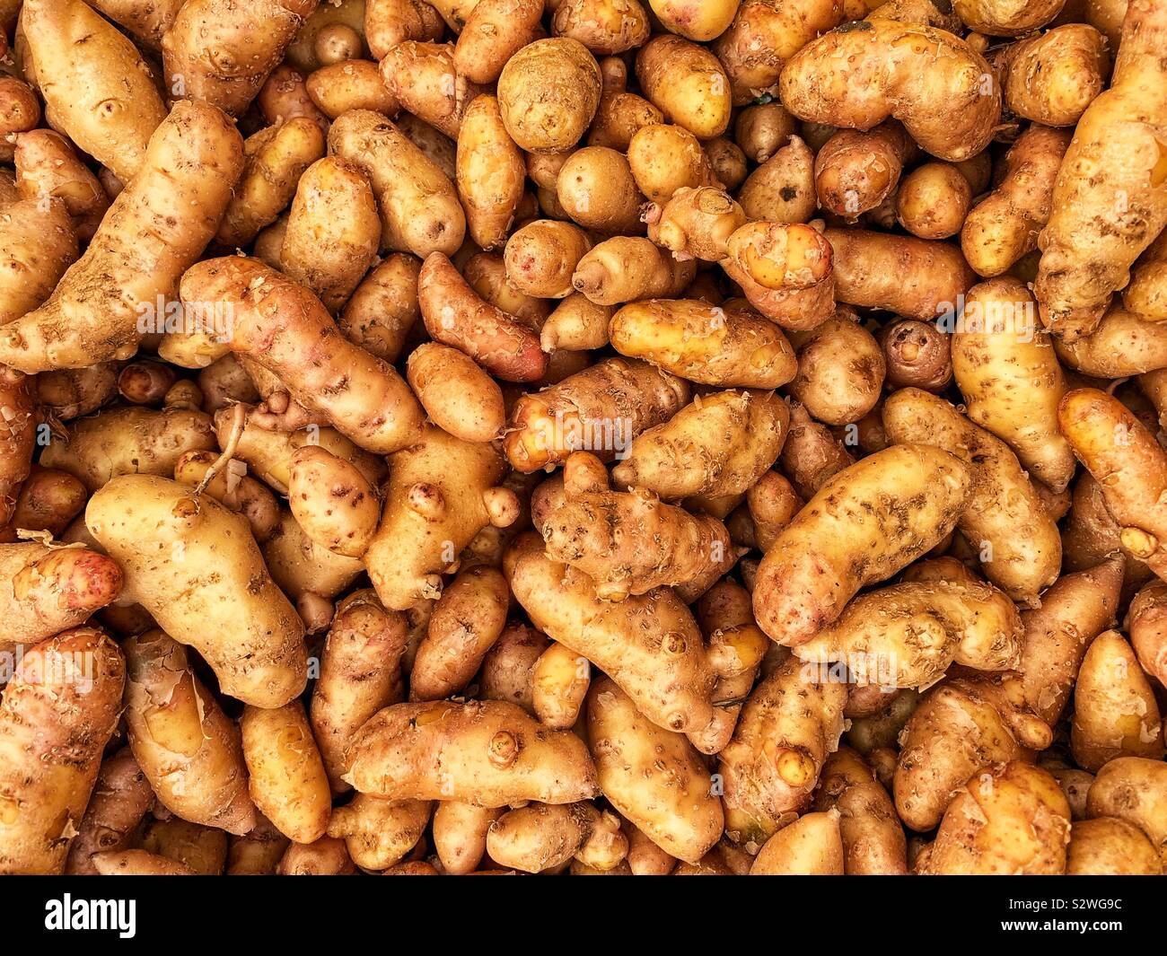Beaucoup de pommes de terre pomme jaune. - Image de stock capturée avec un smartphone