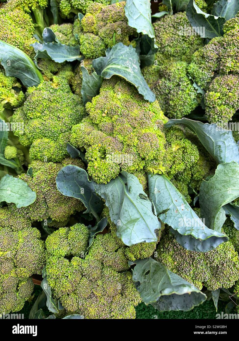 Farm Fresh chefs de brocoli vert. Banque D'Images