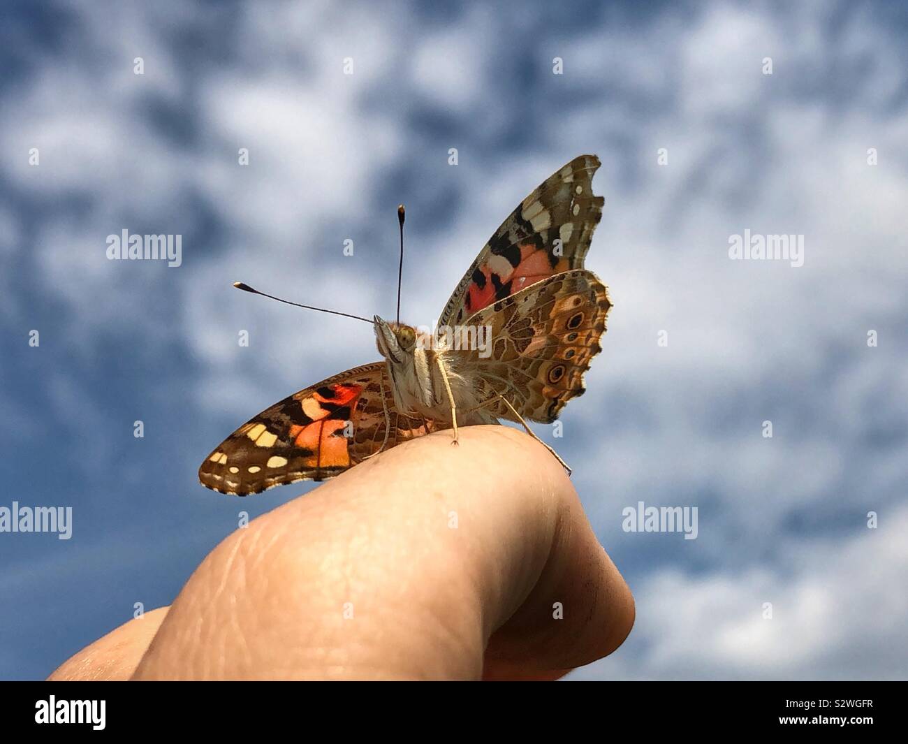 Papillon belle dame assise sur un doigt Banque D'Images