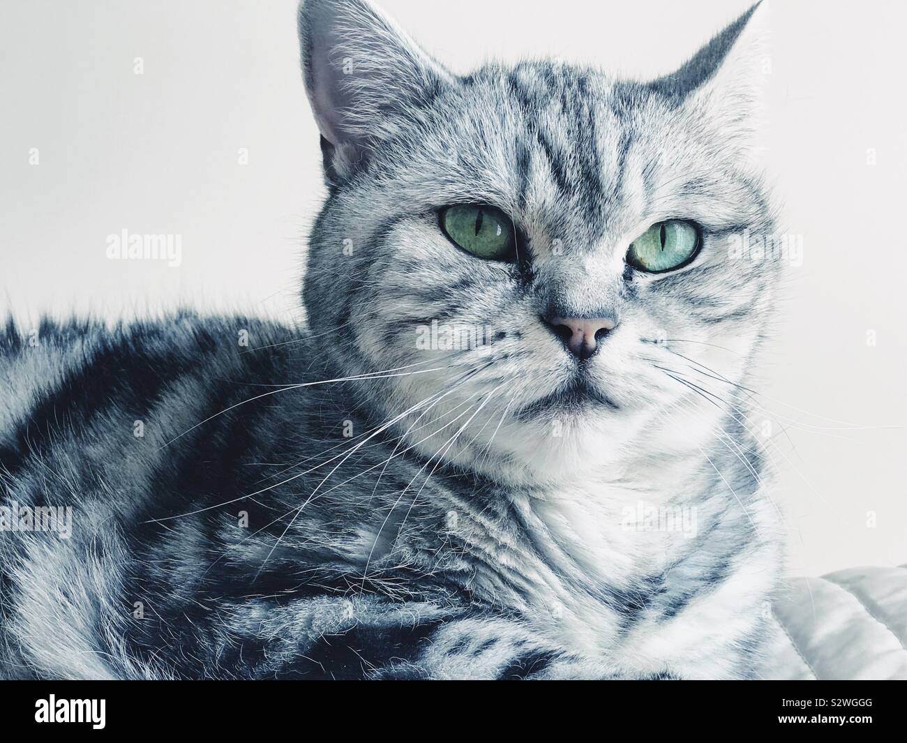 British shorthair silver tabby cat sitting on a bed Banque D'Images