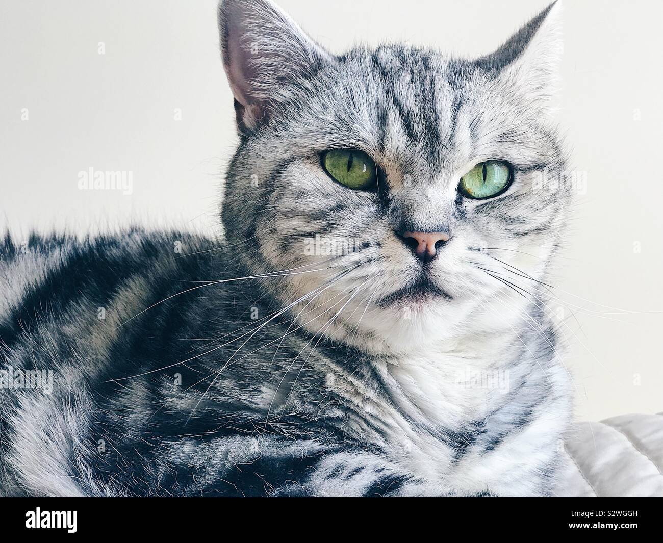British shorthair silver tabby cat sitting on a bed Banque D'Images