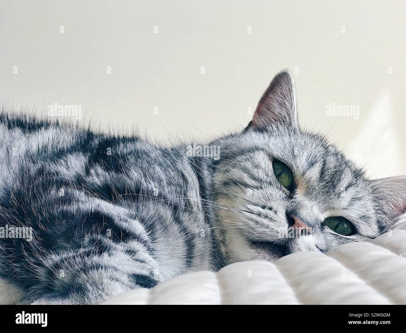 British shorthair silver tabby cat lying on a bed Banque D'Images