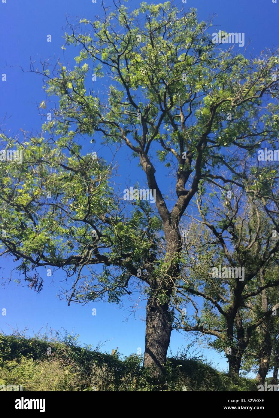 Grand arbre contre beau ciel bleu, l'Ecosse centrale Banque D'Images