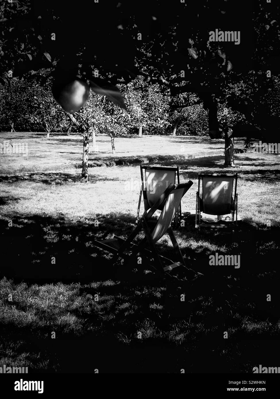 Chaises de pont dans l'ombre à apple tree orchard - Image de stock capturée avec un smartphone