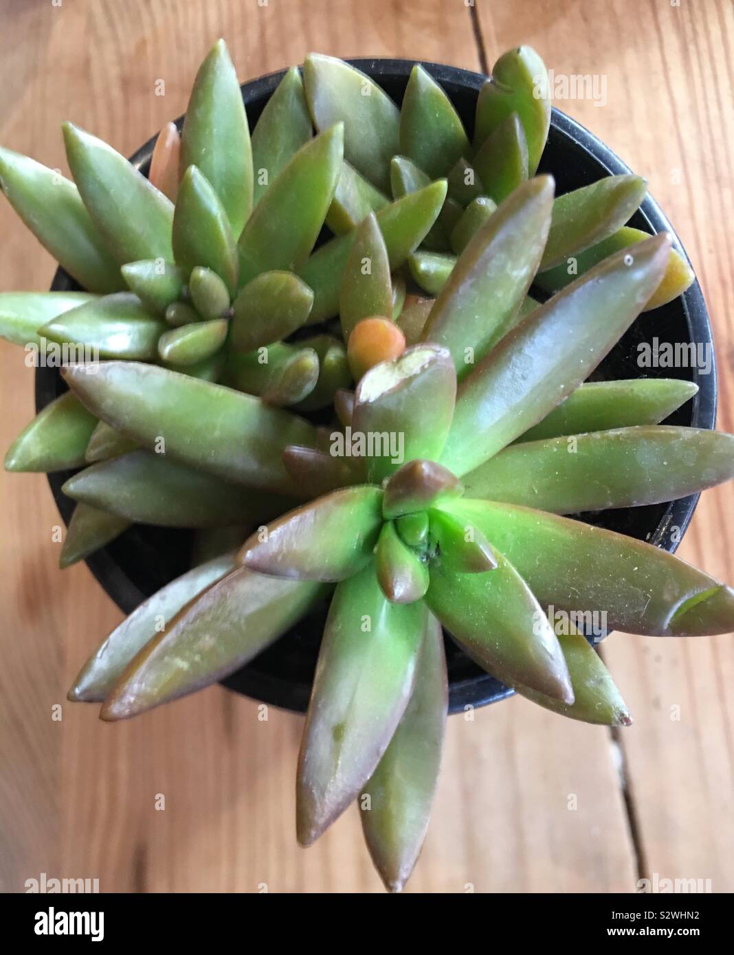 Succulentes vert noir en pot sur table en bois Banque D'Images