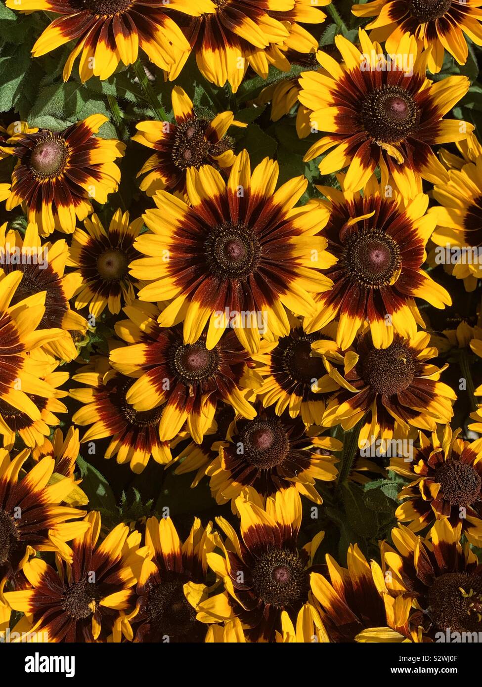 Rudbeckia hirta, black-eyed Susan, tournesol, brown-eyed Susan Brown, Betty, gloriosa daisy, Jérusalem, d'or English bull's eye, pauvres-land, Daisy Daisy, jaune et jaune marguerite blanche. Banque D'Images