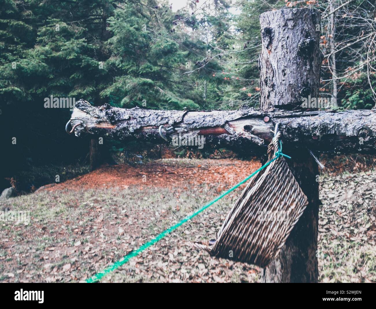 Corde de Bois en automne, avec des postes et de la corde à linge panier clothespin Banque D'Images