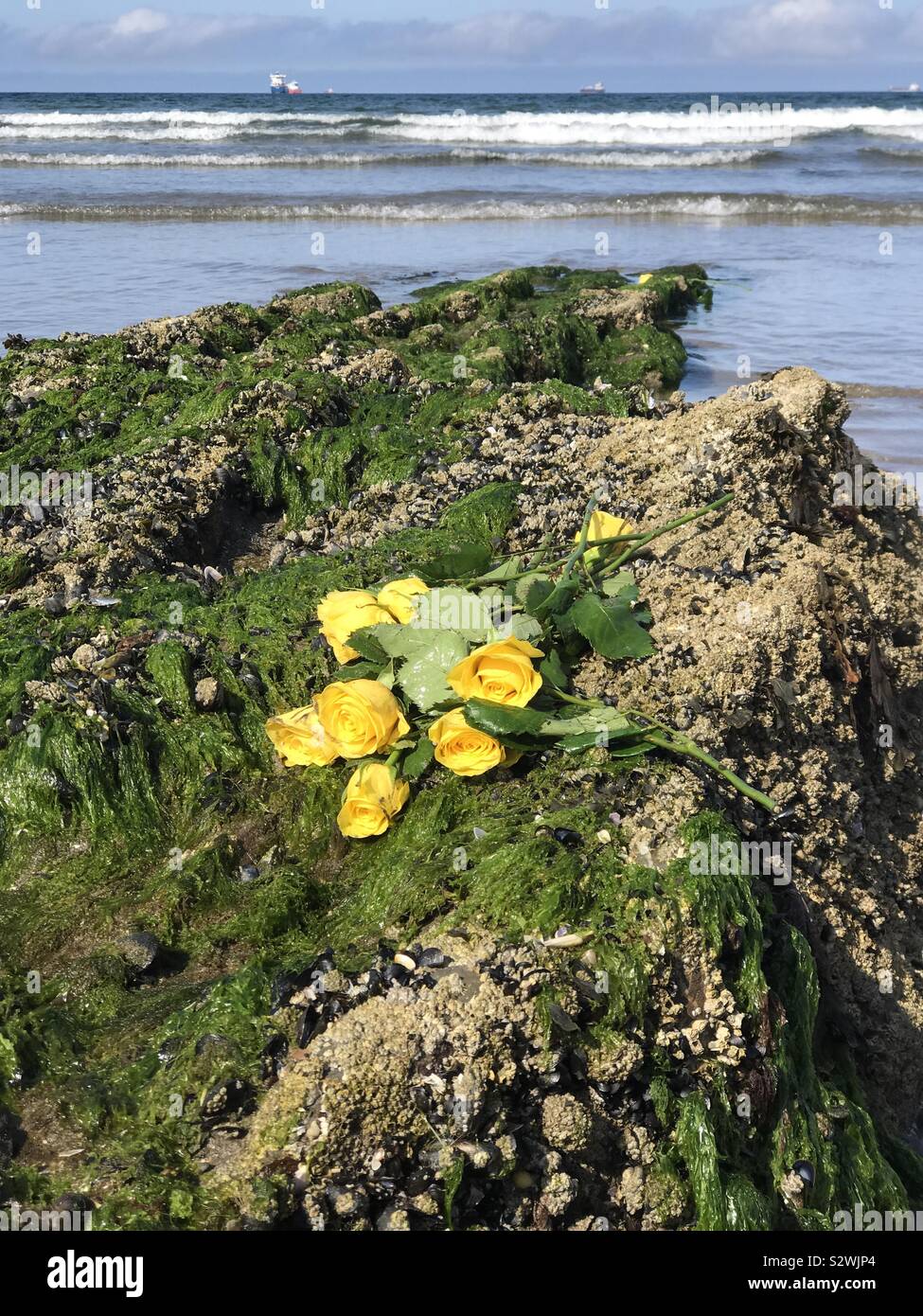 Roses jaunes sur la roche, près de la mer Banque D'Images