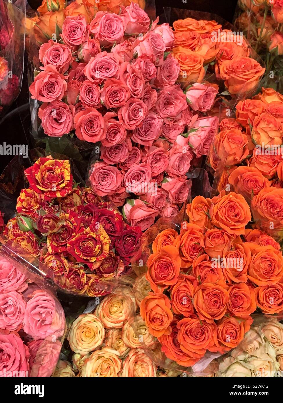 De nombreux bouquets de roses fraîches, jaune et roses rouges. - Image de stock capturée avec un smartphone