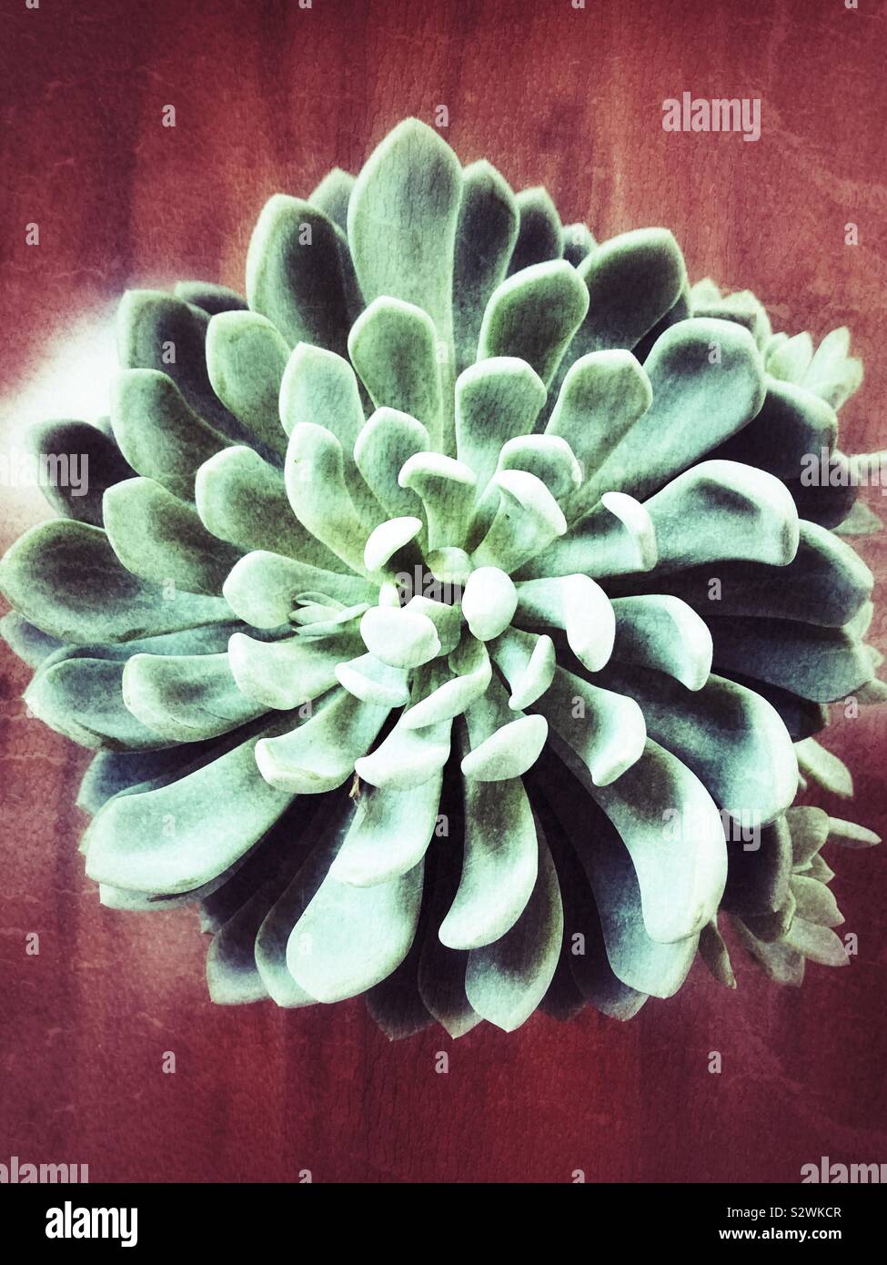 Green plante succulente avec texture grunge Banque D'Images