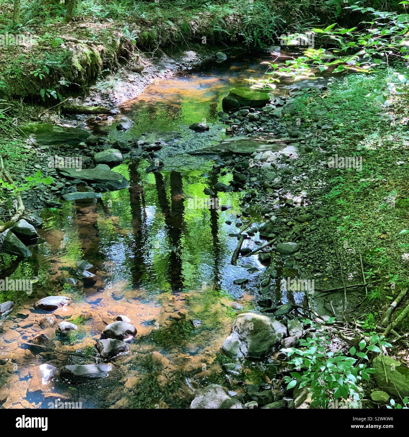Réflexions d'arbres dans un ruisseau Banque D'Images