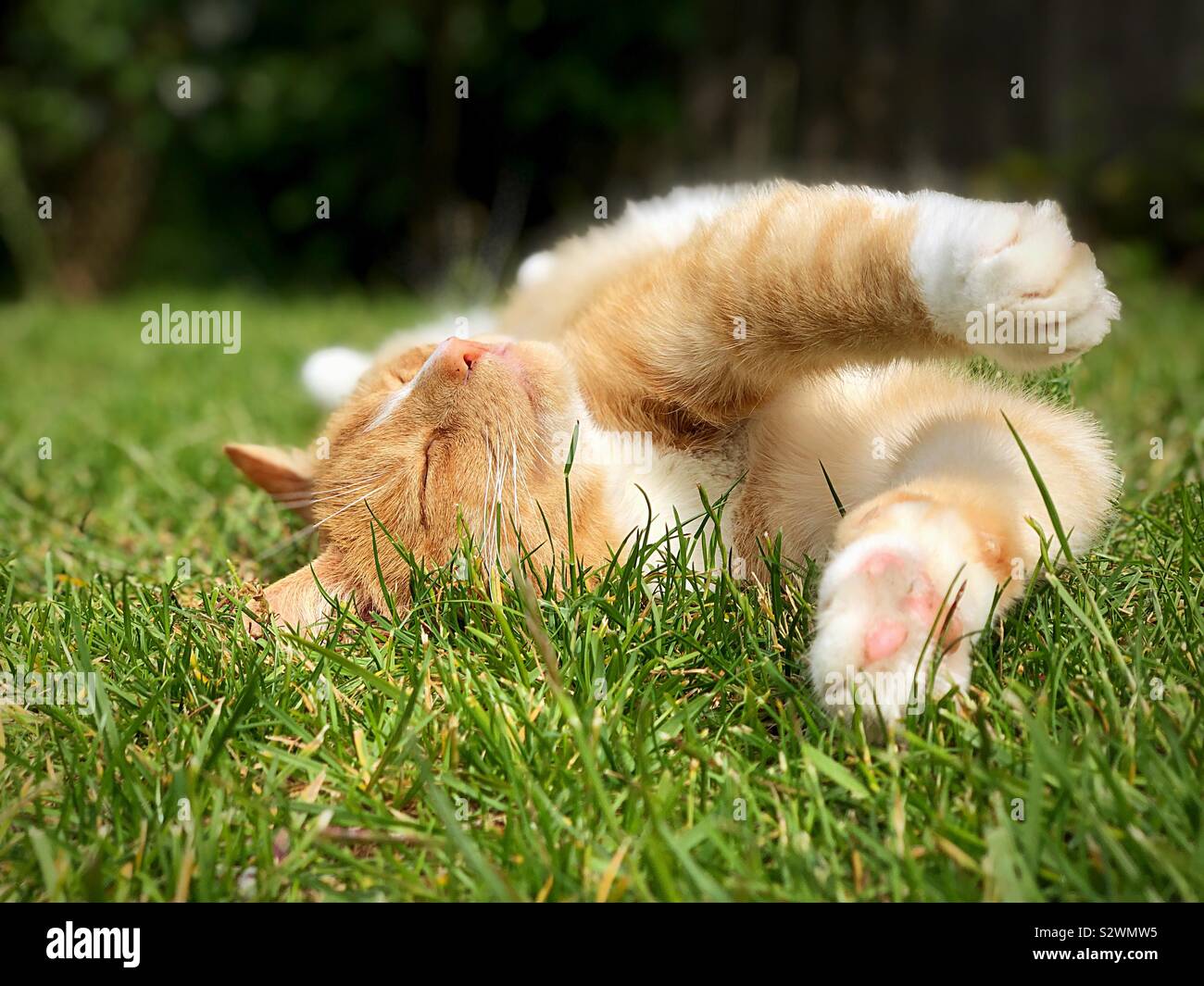 Le gingembre cat endormi sur la pelouse Banque D'Images