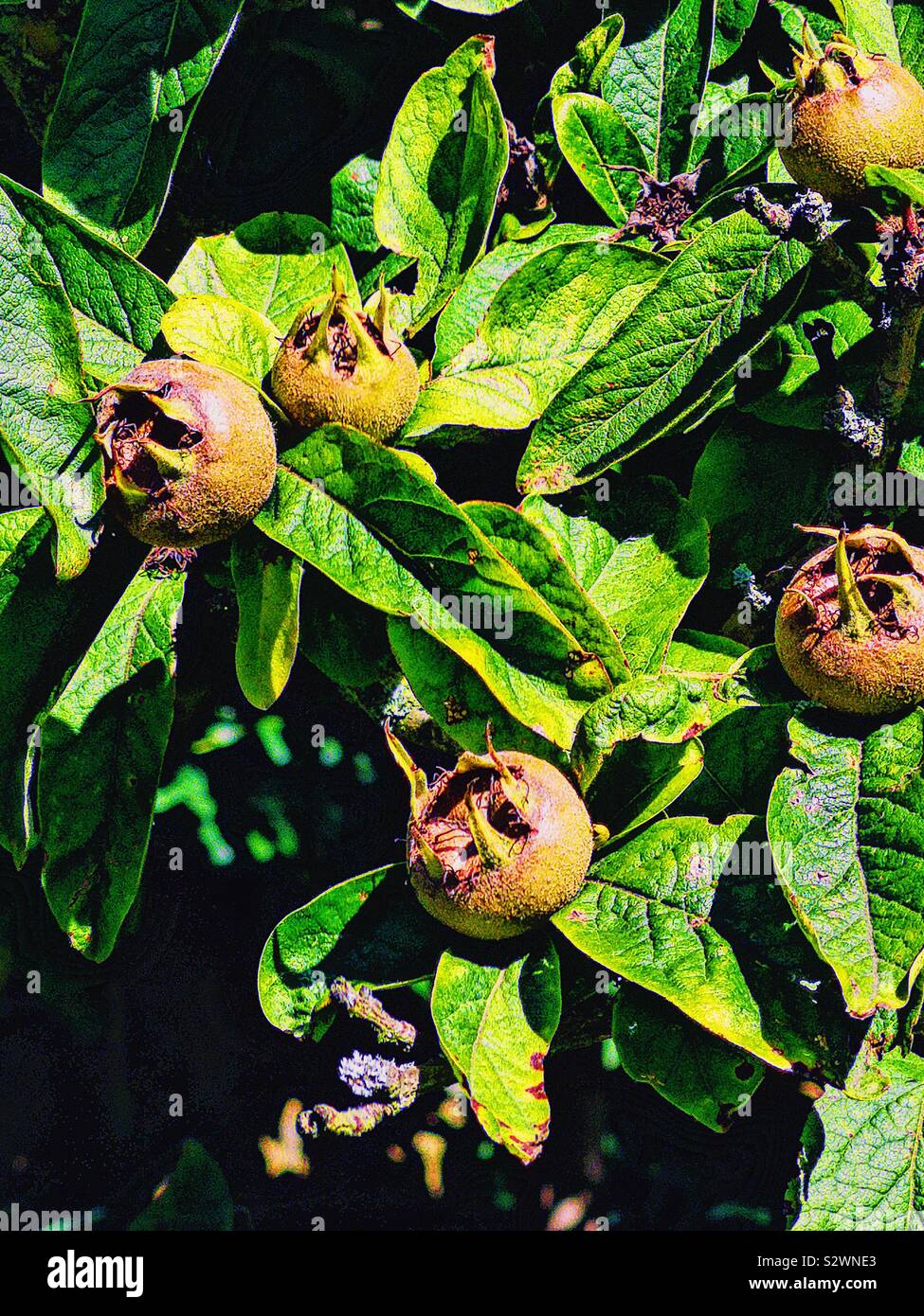 Néflier (Mespilus germanica) avec des fruits. Fruits sur ce petit arbre est cultivé depuis l'époque romaine et est inhabituelle en étant disponible à l'hiver et être mangé quand bletted Banque D'Images