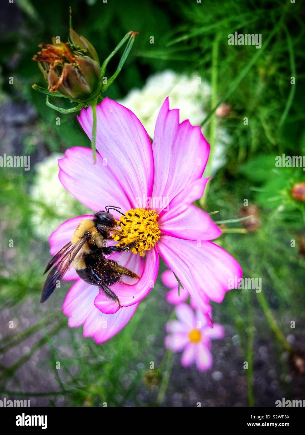 Bubble bee dans cosmos flower in garden Banque D'Images