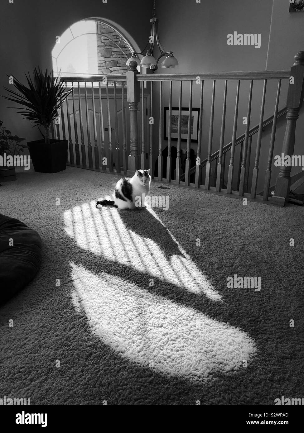 Un chat jette une ombre en noir et blanc. Banque D'Images
