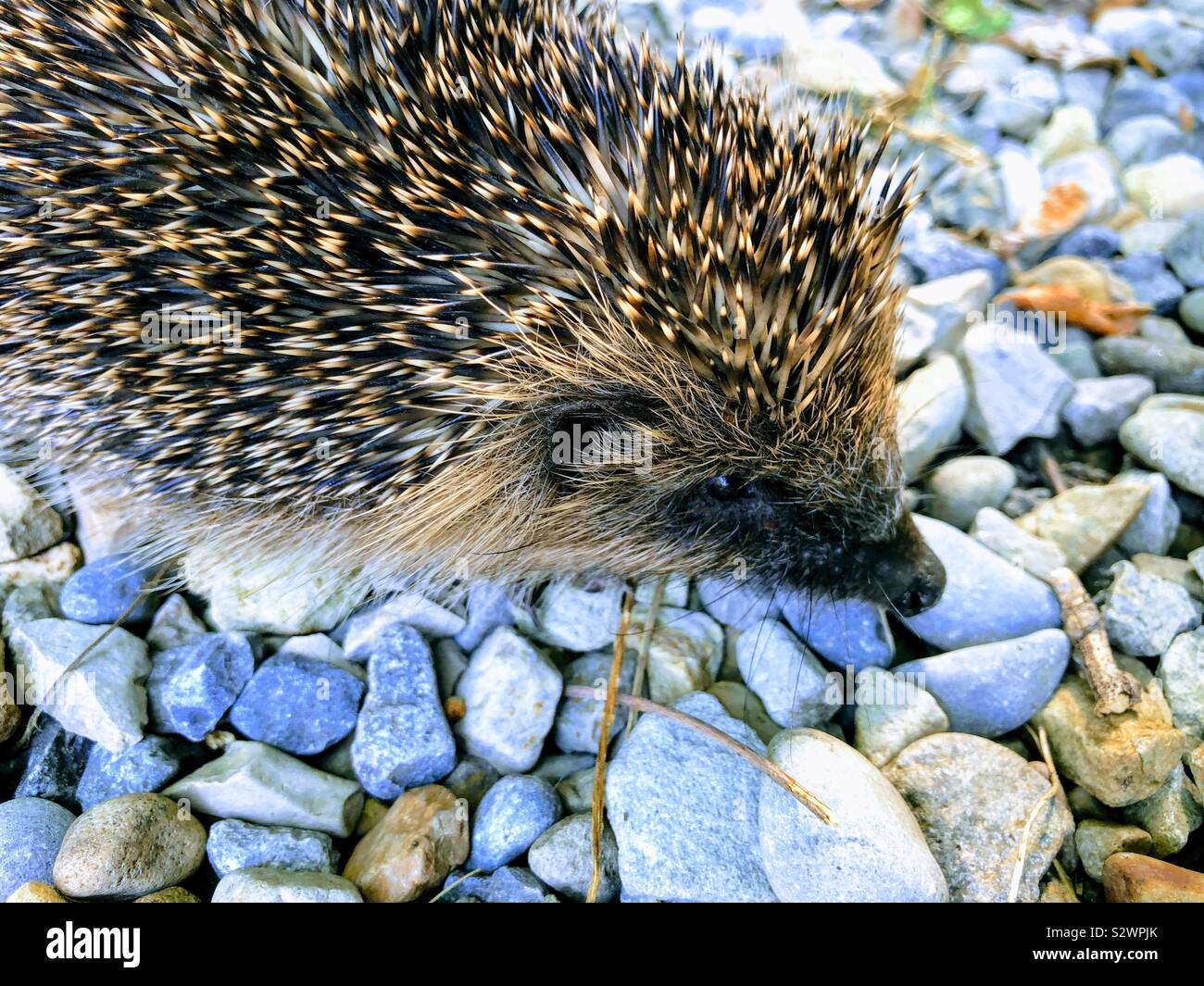 Les jeunes Hedgehog en plein jour, en Angleterre, Royaume-Uni - Image de stock capturée avec un smartphone Les jeunes Hedgehog en plein jour, en Angleterre, Royaume-Uni - Image de stock capturée avec un smartphone