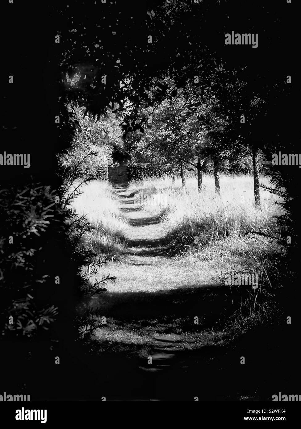 Image en noir et blanc de l'atmosphère de secret chemin à travers bois avec du soleil et des ombres Banque D'Images