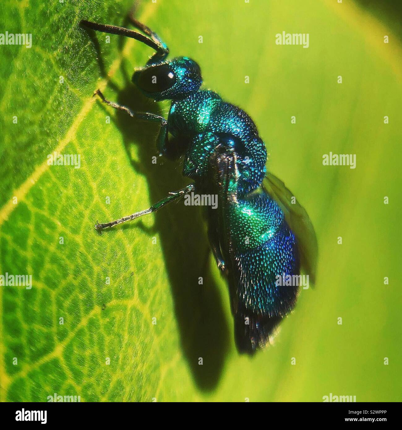 Chrysis angolensis, comté de Wayne, Michigan Banque D'Images