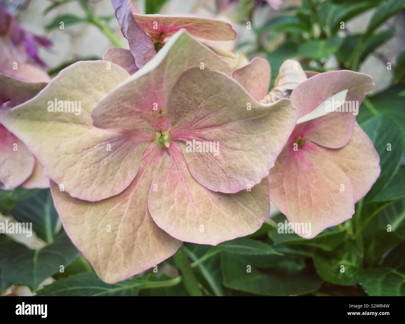 S'est évanoui à l'Hydrangea flower. Banque D'Images