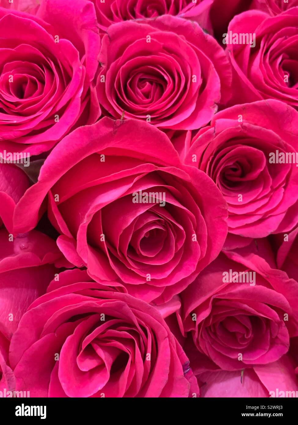 Bouquet de belles roses rouges. - Image de stock capturée avec un smartphone