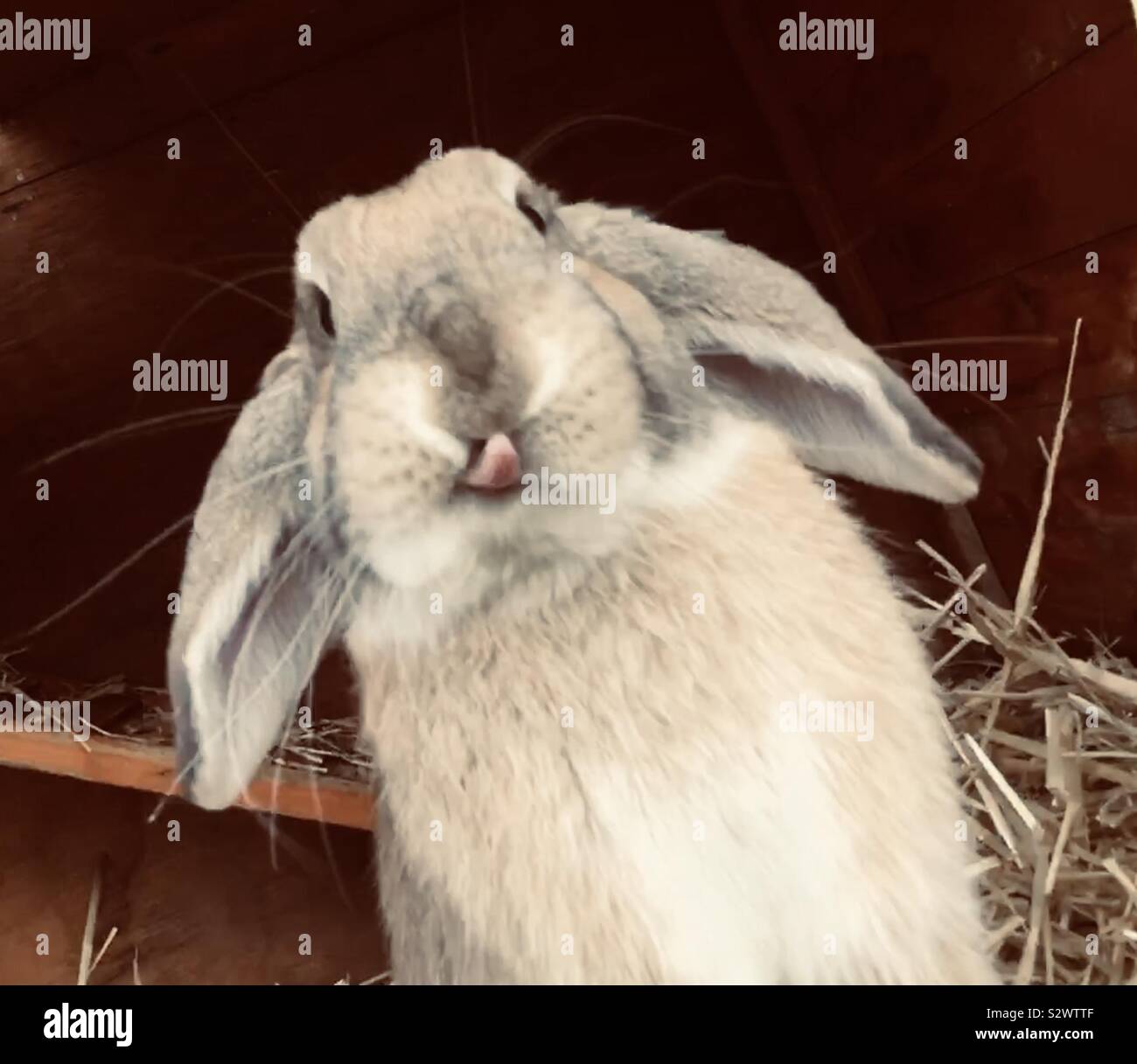Lapin Drole Banque D Image Et Photos Alamy Lapin Drole Banque D Image Et Photos Alamy