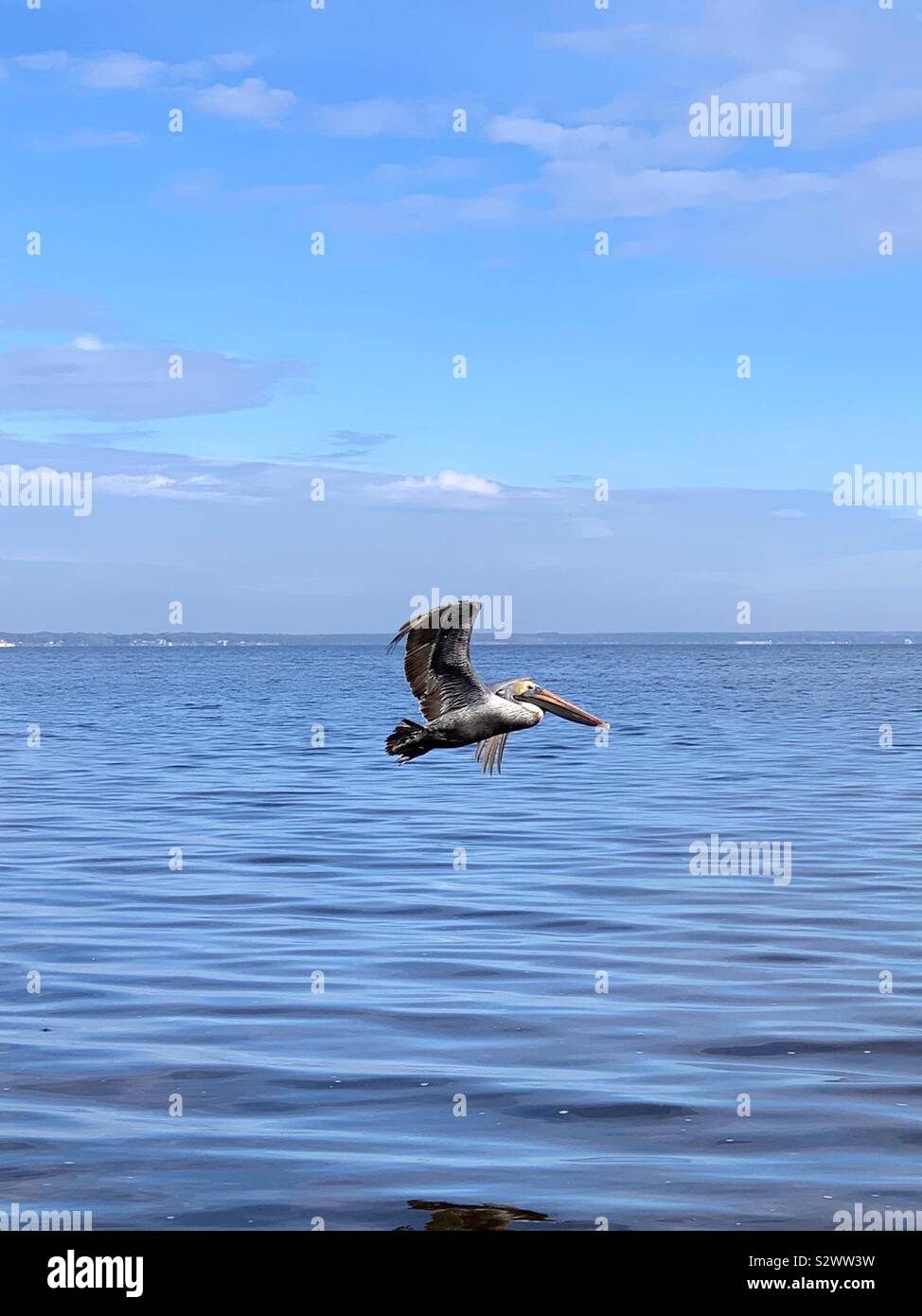 Libre d'un pélican brun survolant l'eau blue bay Banque D'Images