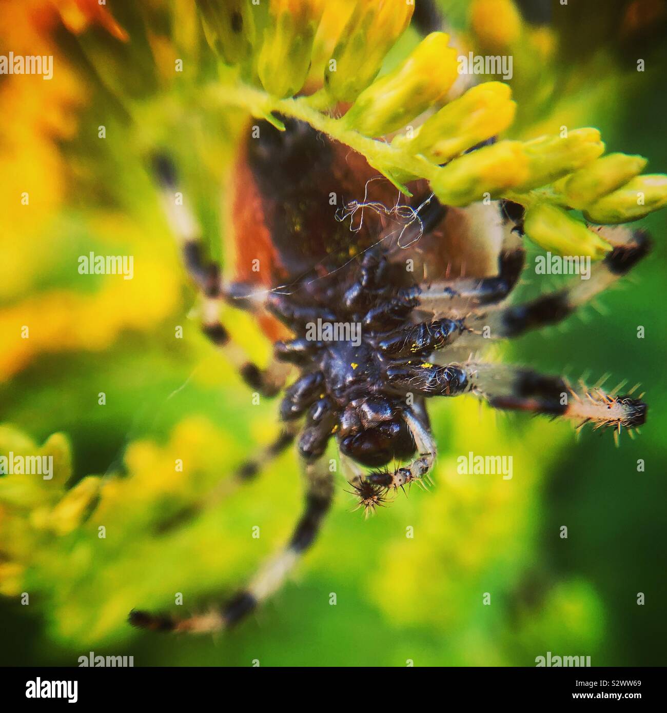 Shamrock orb weaver Banque D'Images