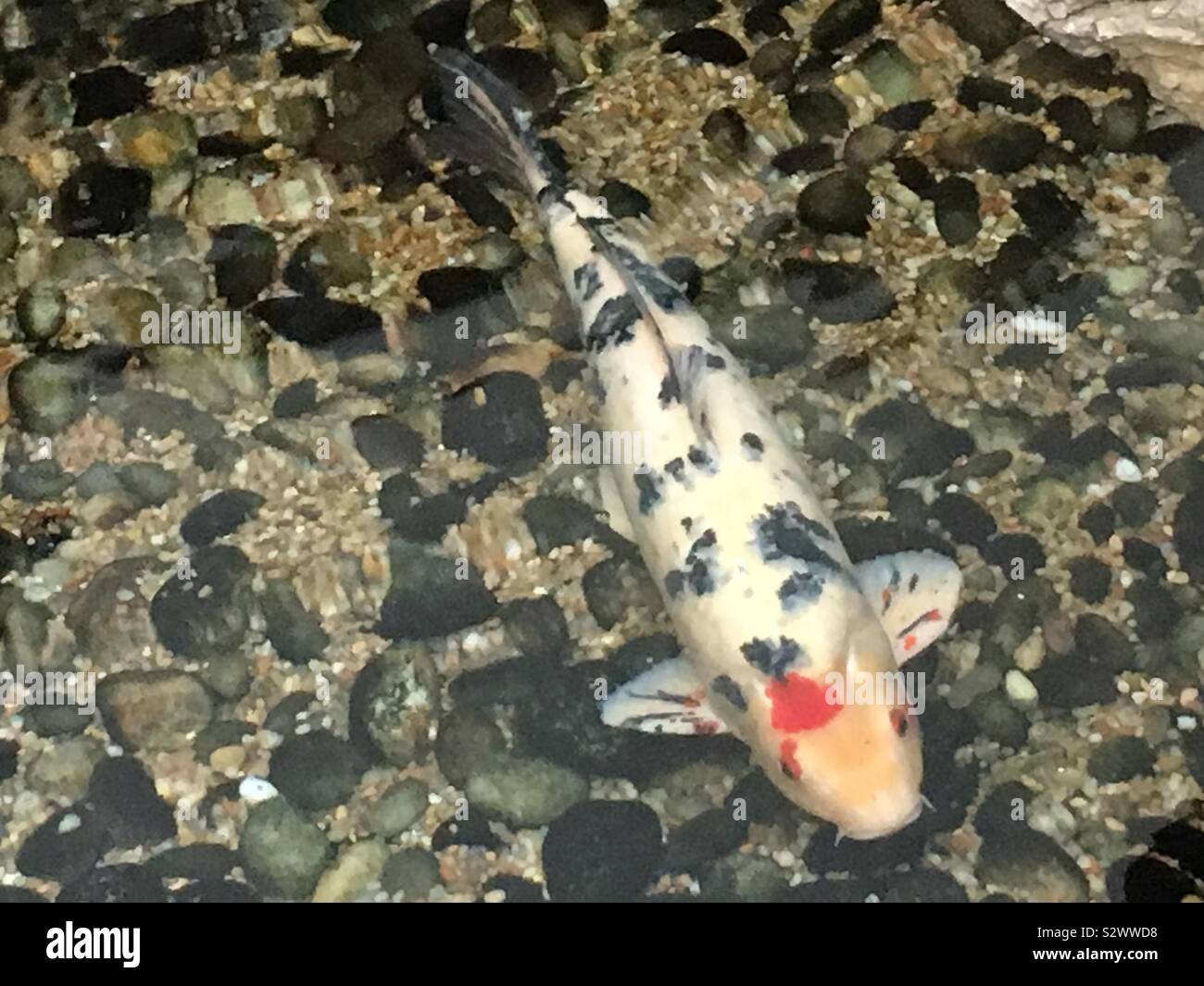 Repéré coloré Koi de poissons dans l'étang de koi Banque D'Images