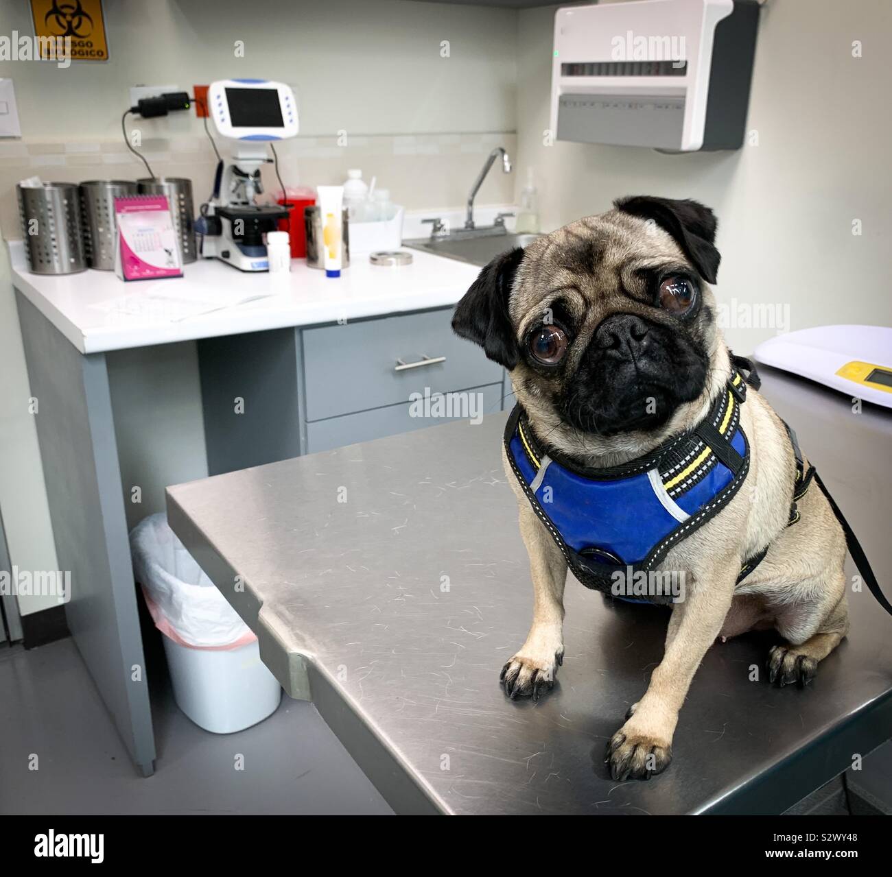 Bureau Vétérinaire Visite Chien Malade Banque Dimages