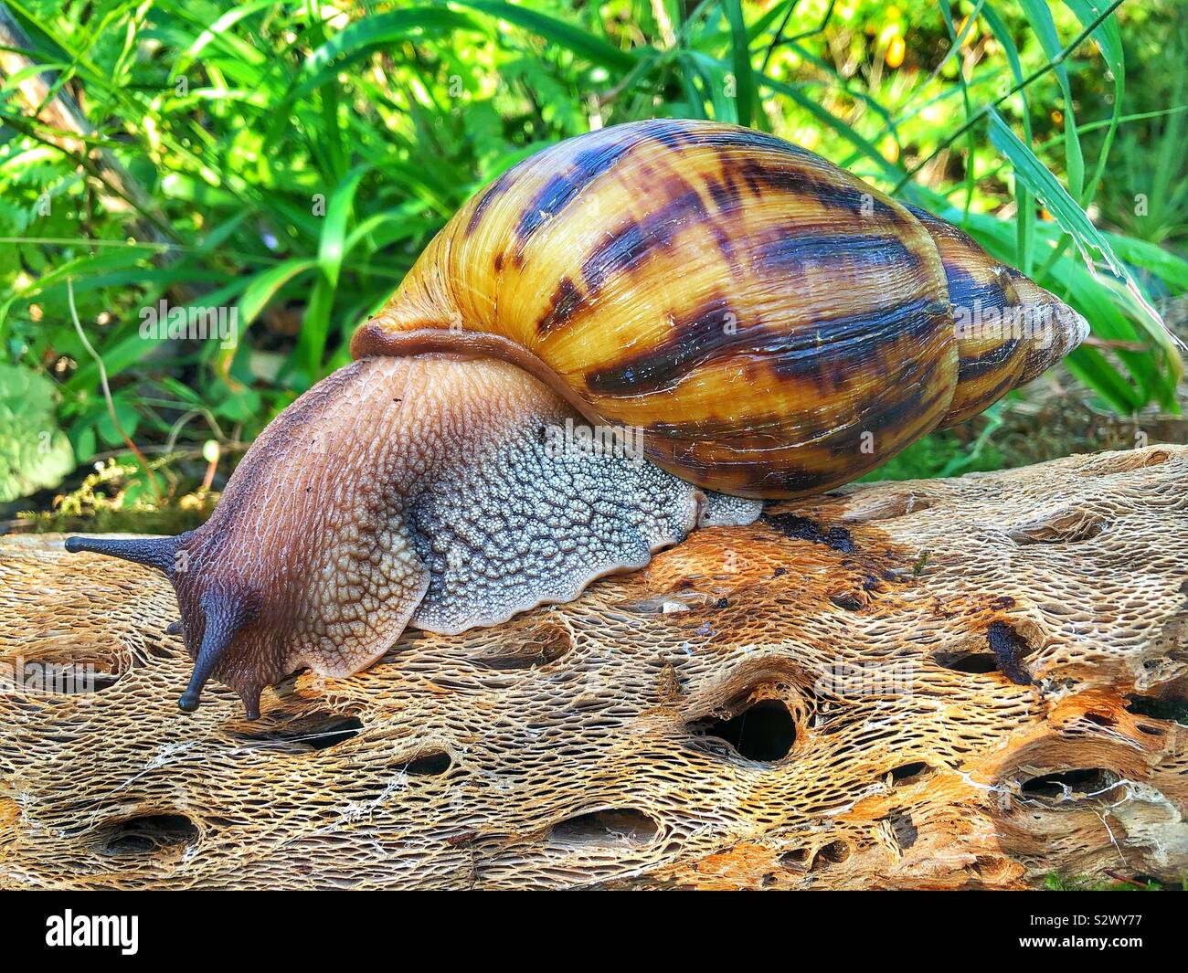 Ghana géant tigre africain achatina Achatina (Escargot) Banque D'Images