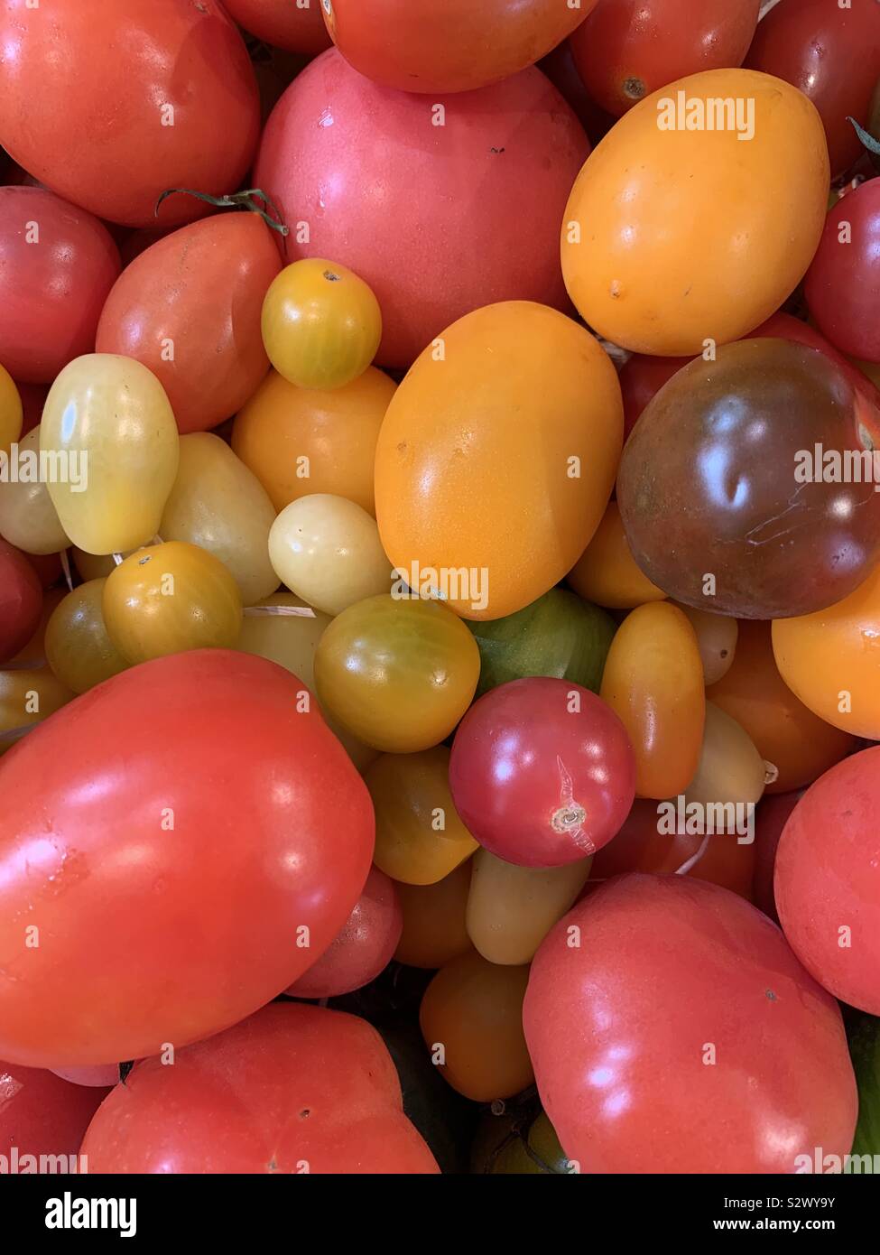 Variété de tomates du patrimoine au Denstone farm shop, Staffordshire UK Banque D'Images