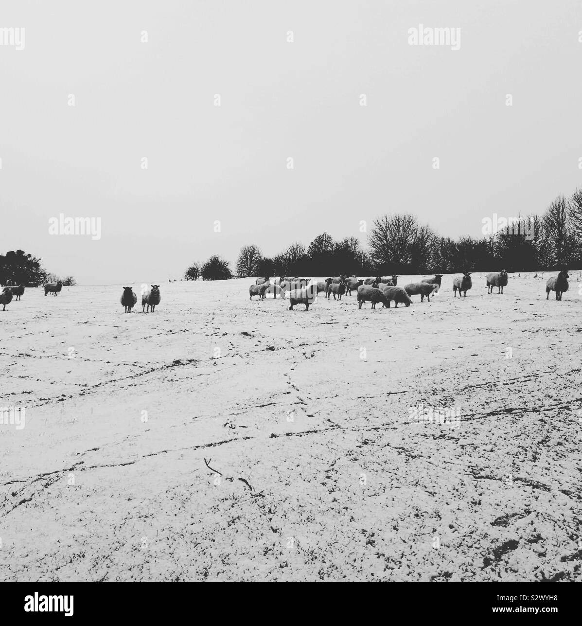 Moutons de neige dans les Cotswolds en Angleterre Banque D'Images