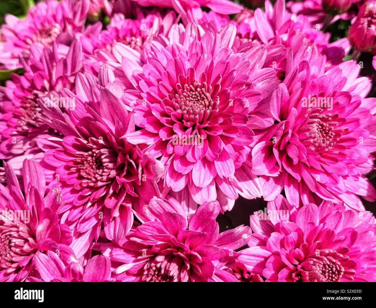 Bouquet de rose rouge les mamans. - Image de stock capturée avec un smartphone