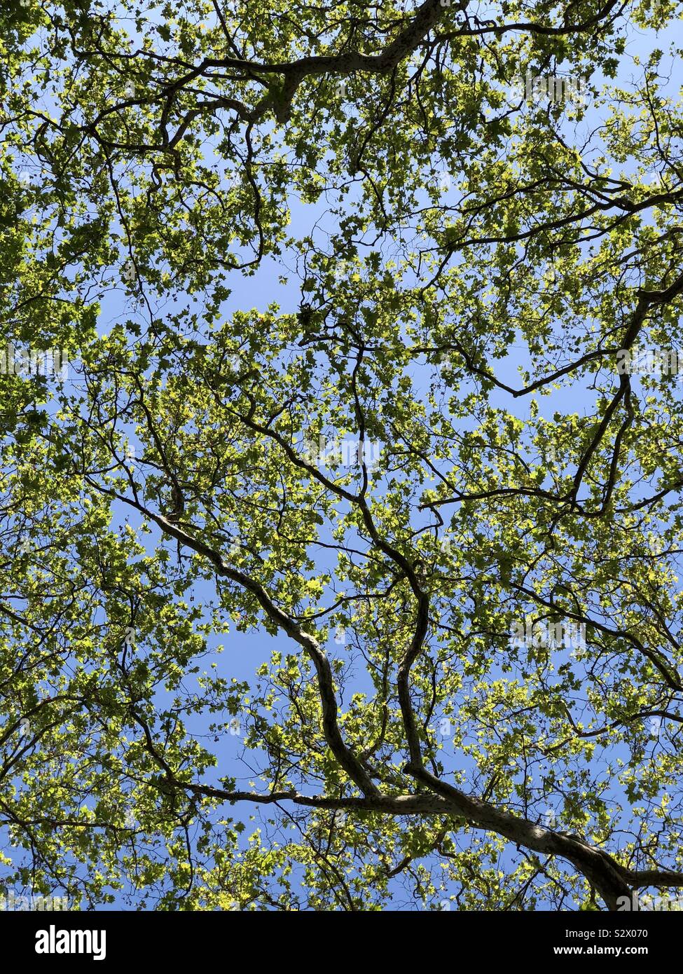 Ciel bleu à travers les branches d'arbres Banque D'Images
