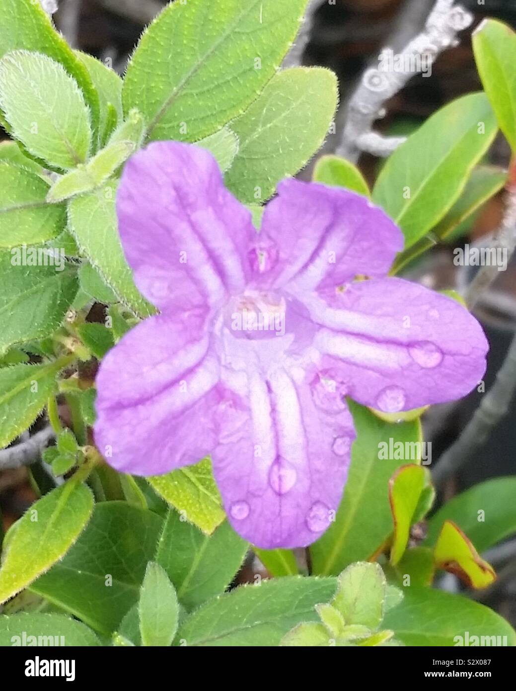 Fleurs de mauve à rayures - Image de stock capturée avec un smartphone