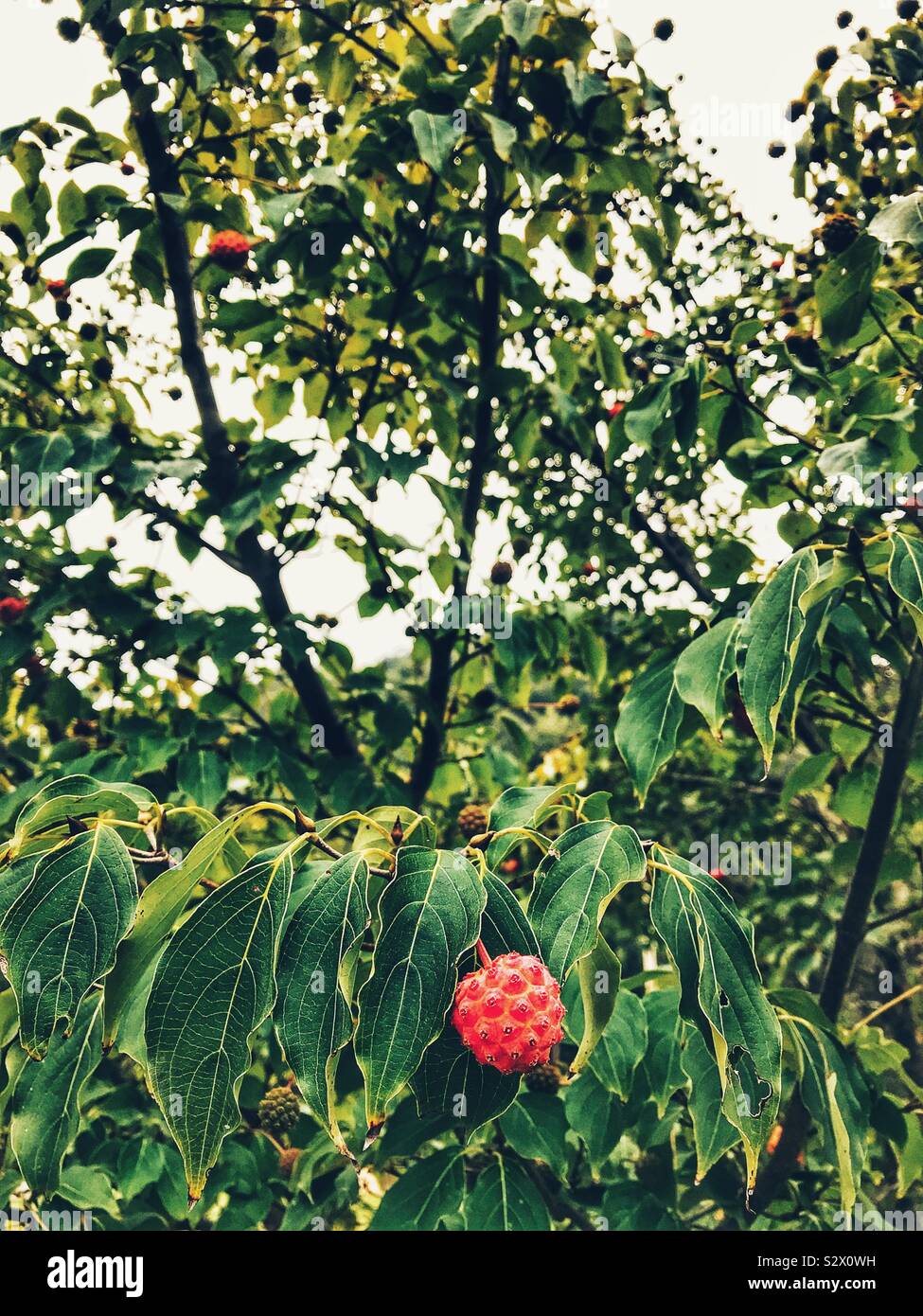 Fruits de cornouiller kousa Banque D'Images