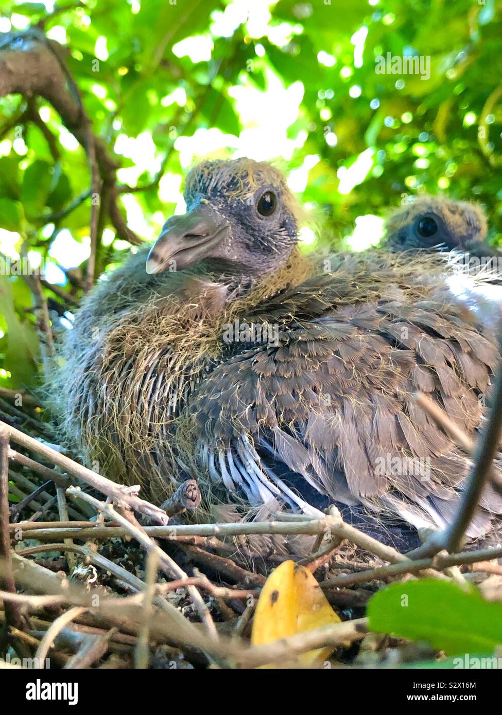Bébé dans un nid de pigeon Banque D'Images