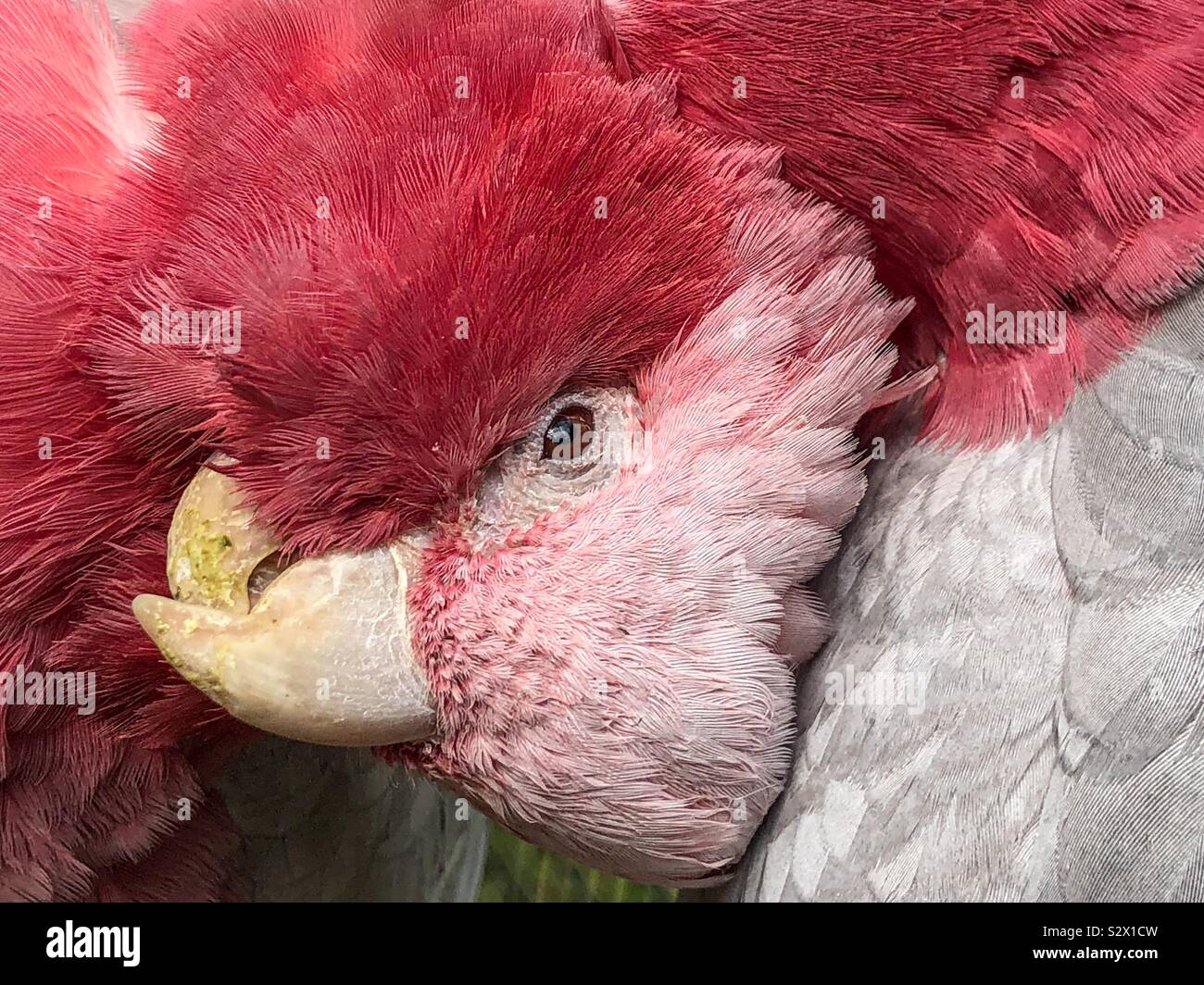 Une paire d'oiseaux cacatoès rosalbin - Image de stock capturée avec un smartphone