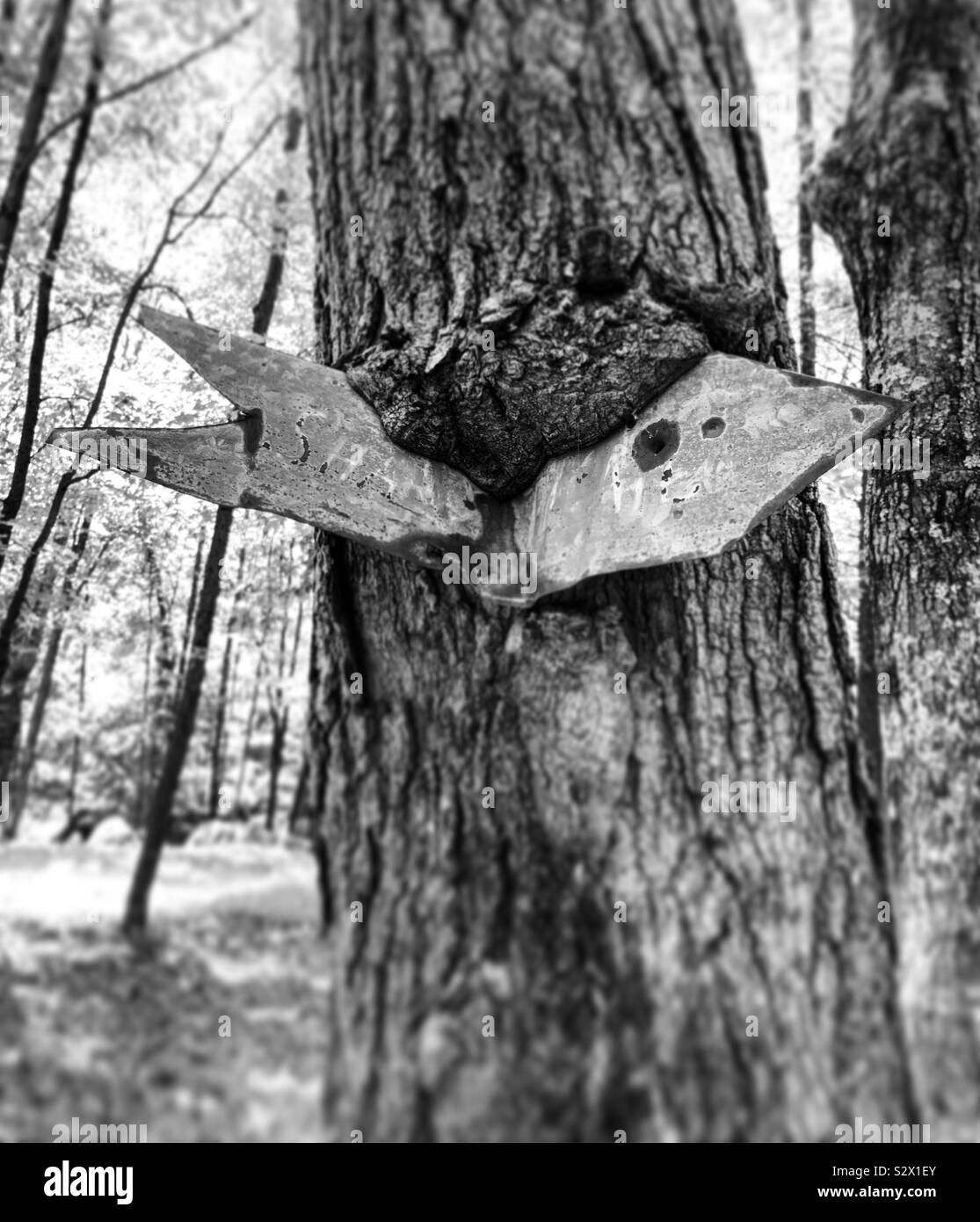 Arbre cultivé en signe Banque D'Images