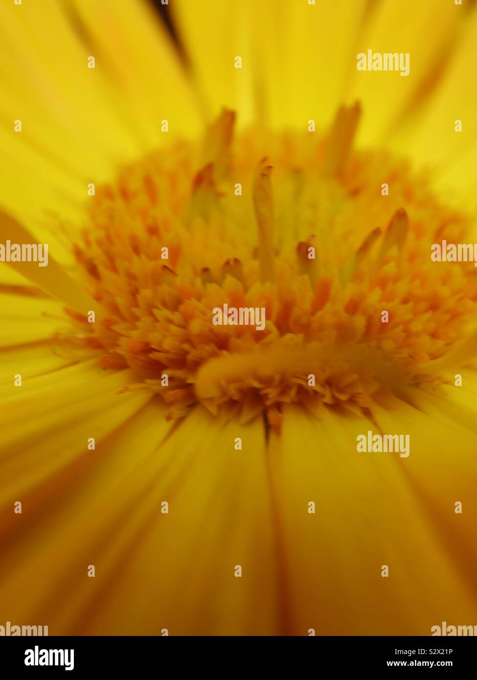 Close Up Pot Marigold Banque D'Images