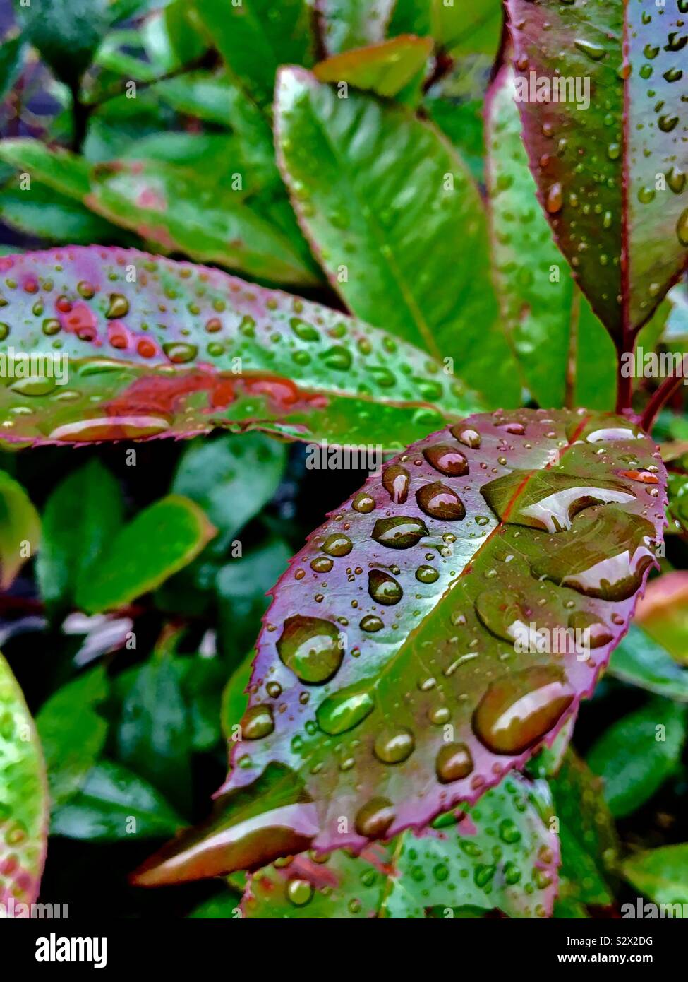Les feuilles de laurier sous la pluie Banque D'Images