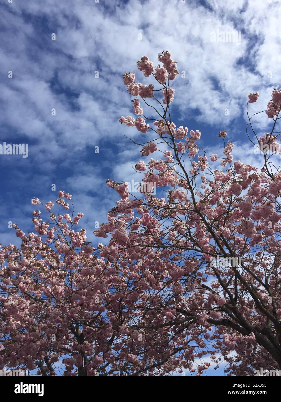 Jour de printemps ensoleillé chaud cherry blossom nature ciel Banque D'Images