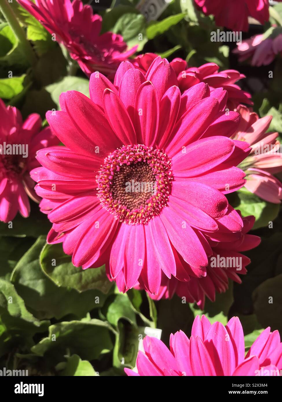 Gerbera heureux - Image de stock capturée avec un smartphone