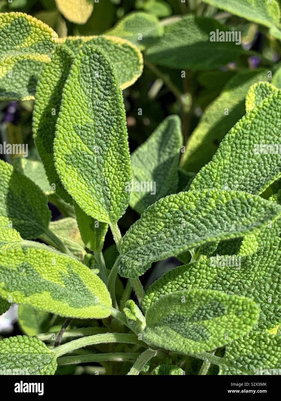 De plus en plus sage vert magnifique dans un jardin d'herbe d'été, Salvia officinalis, s. officinalis, sage, sage, sage jardin culinaire. Banque D'Images